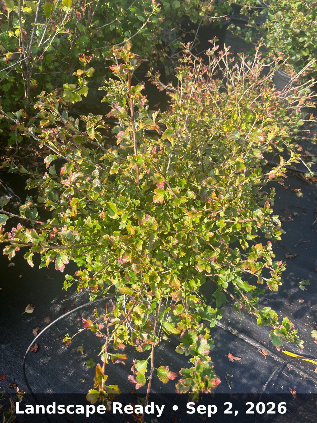 Landscape Ready — Sep 2, 2026