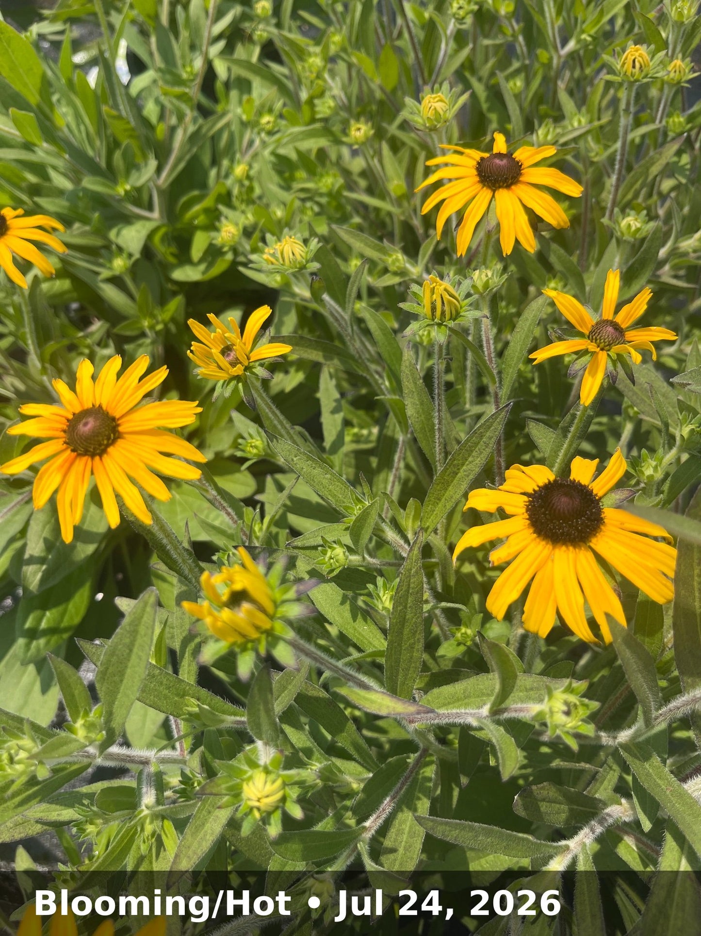 Blooming/Hot — Jul 24, 2026
