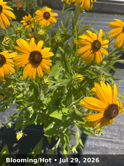 Blooming/Hot — Jul 29, 2026