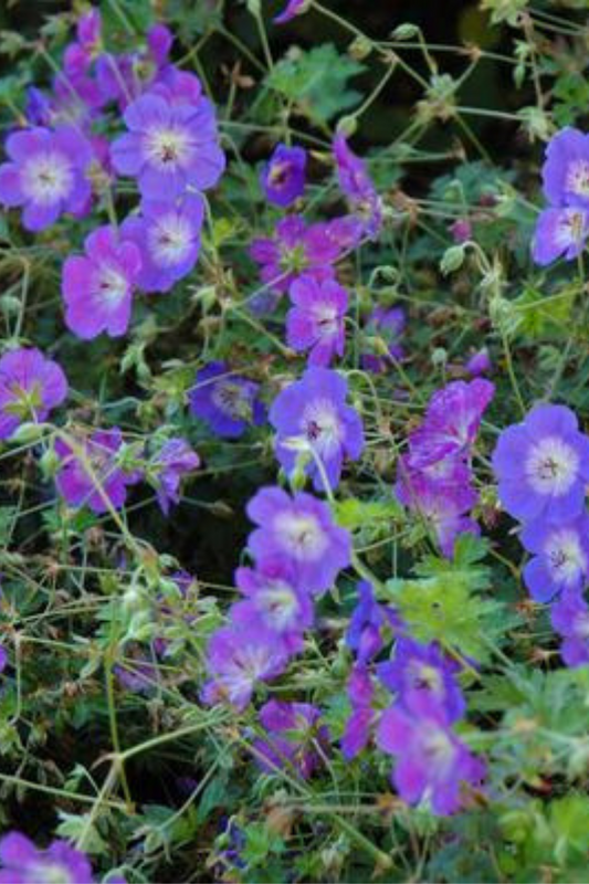 Geranium, Rozanne