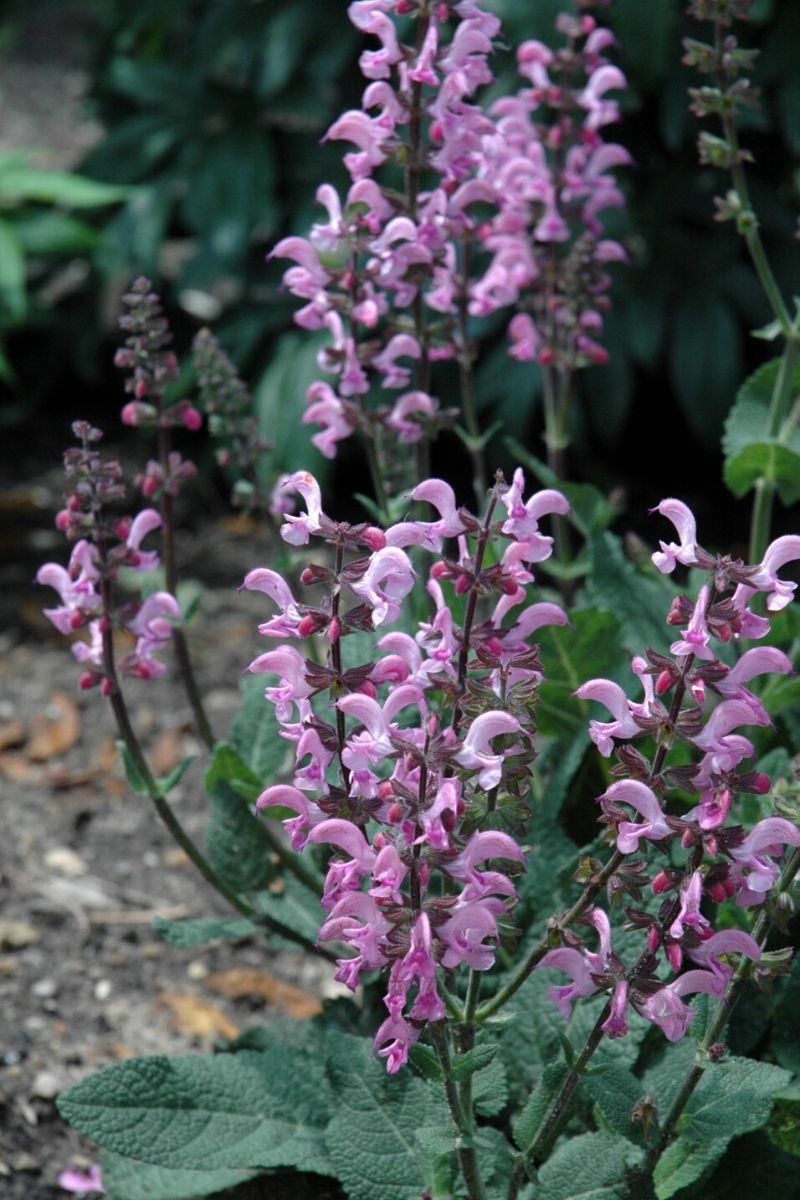 Salvia, Pink Dawn Color