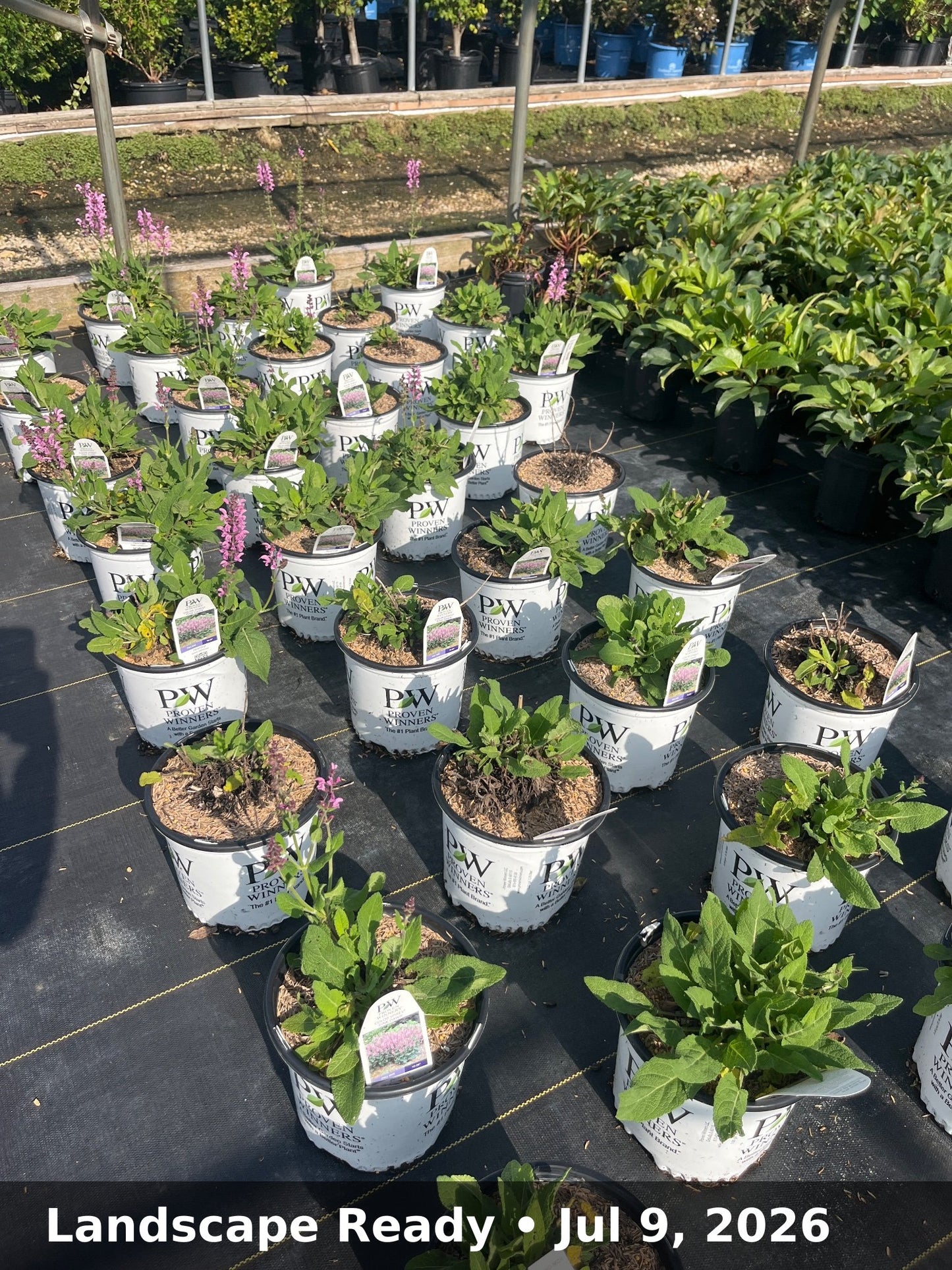 Landscape Ready — Jul 9, 2026
