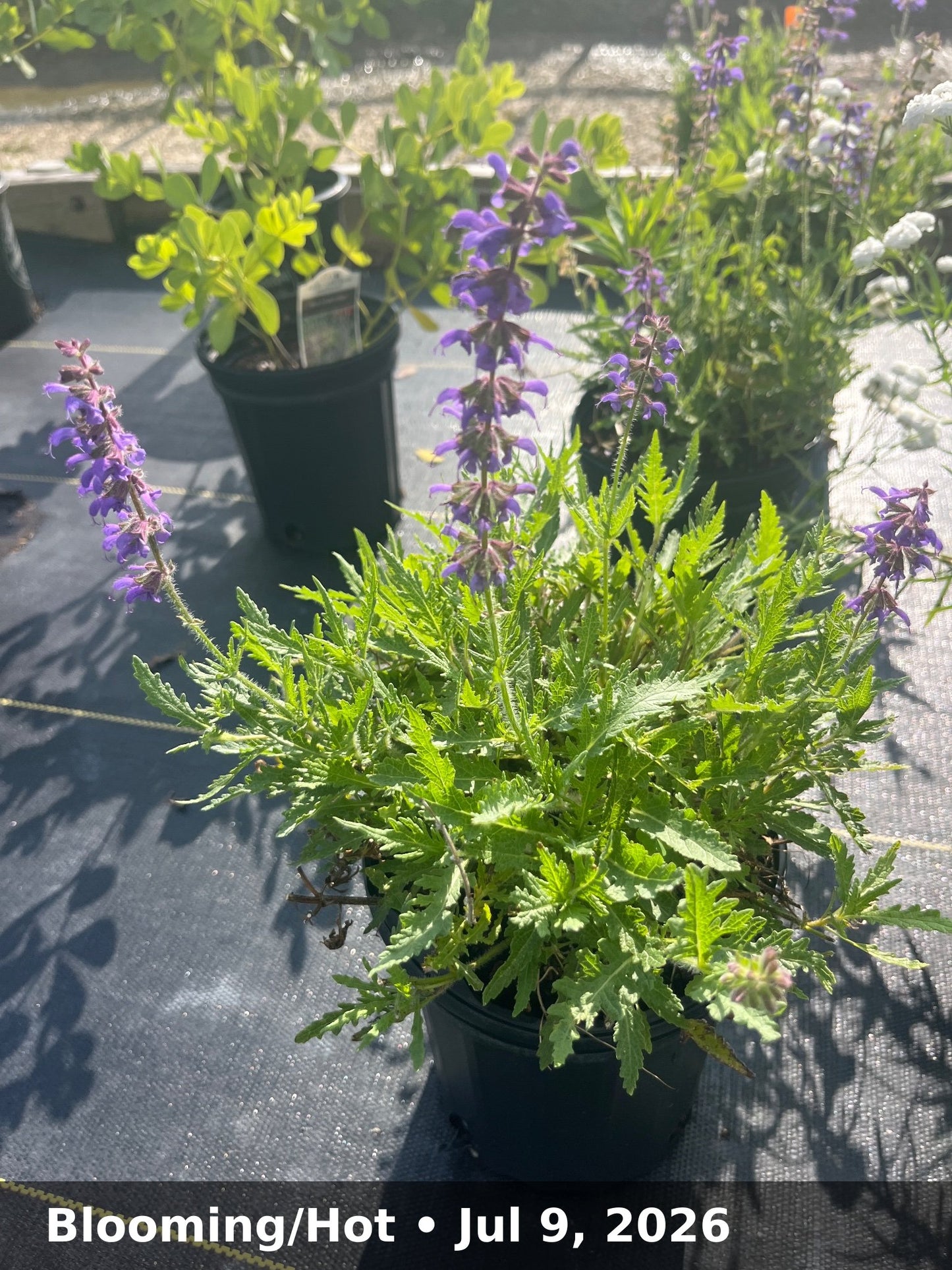 Blooming/Hot — Jul 9, 2026