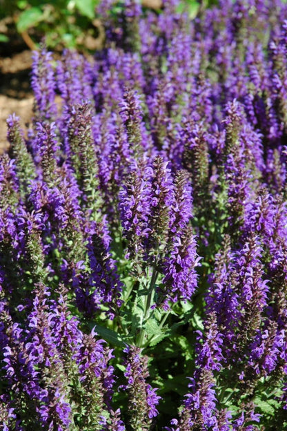 Salvia, Marcus