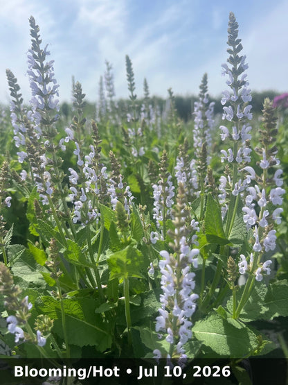Blooming/Hot — Jul 10, 2026