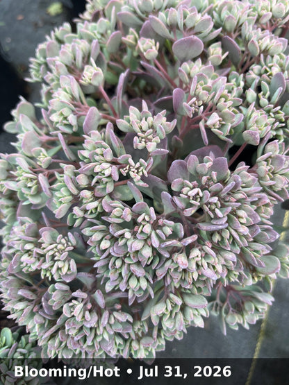 Blooming/Hot — Jul 31, 2026