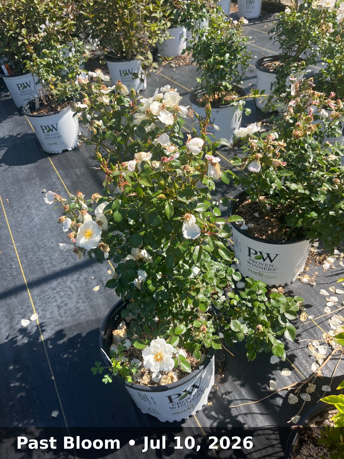 Past Bloom — Jul 10, 2026
