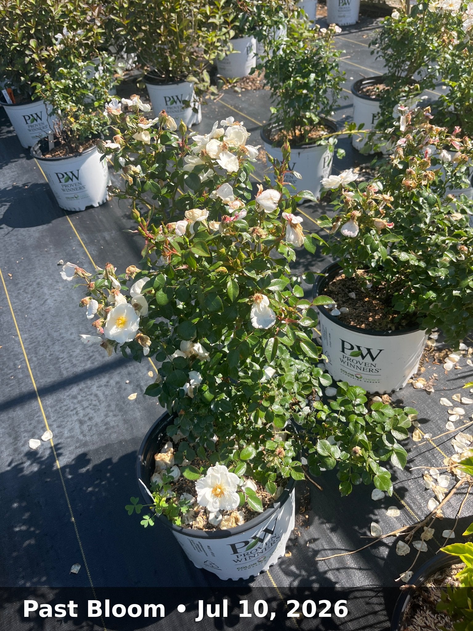 Past Bloom — Jul 10, 2026