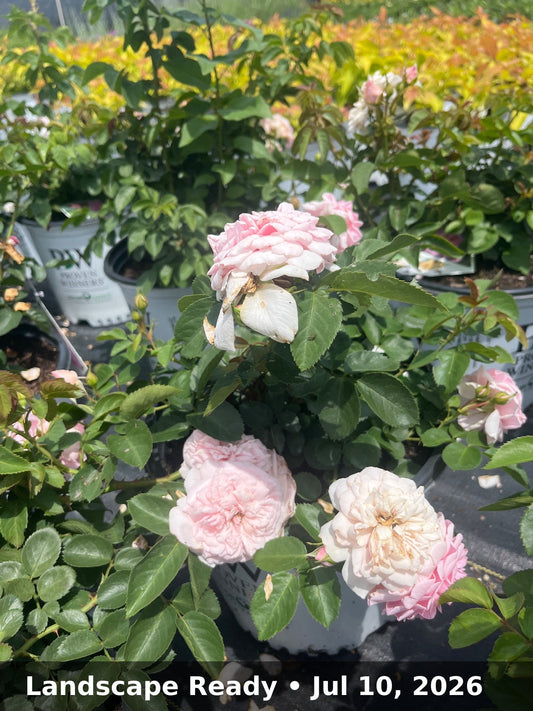 Landscape Ready — Jul 10, 2026