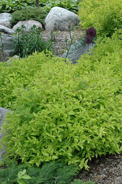Spirea, Gold Mound