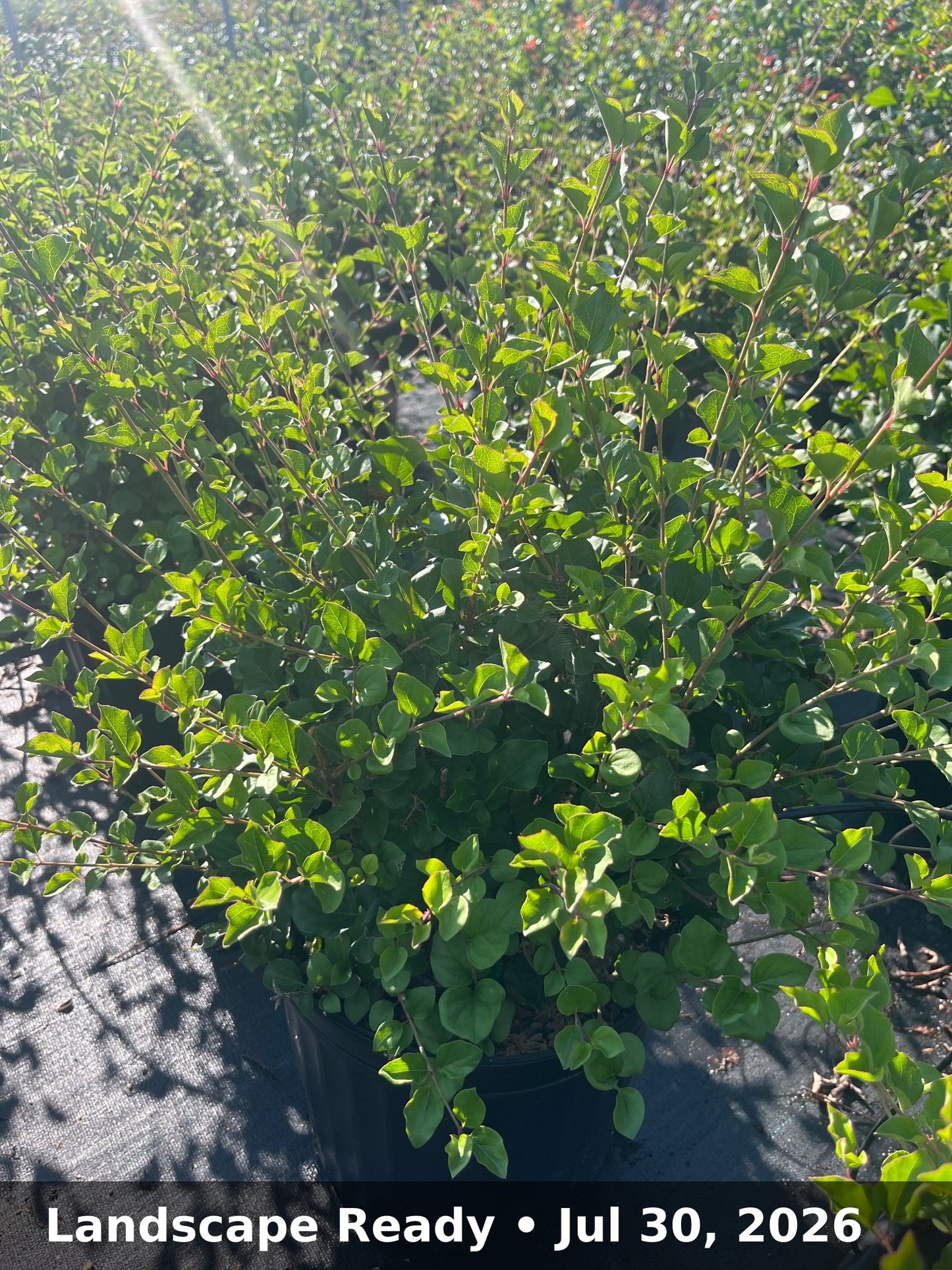 Landscape Ready — Jul 30, 2026
