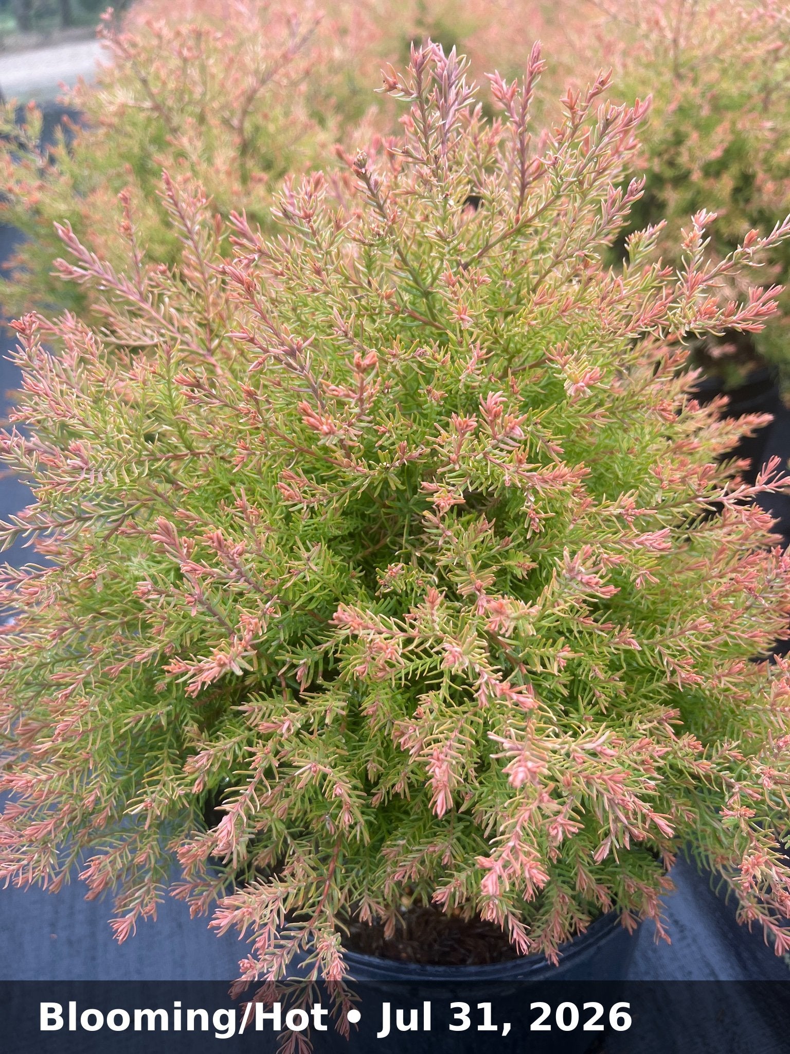 Blooming/Hot — Jul 31, 2026