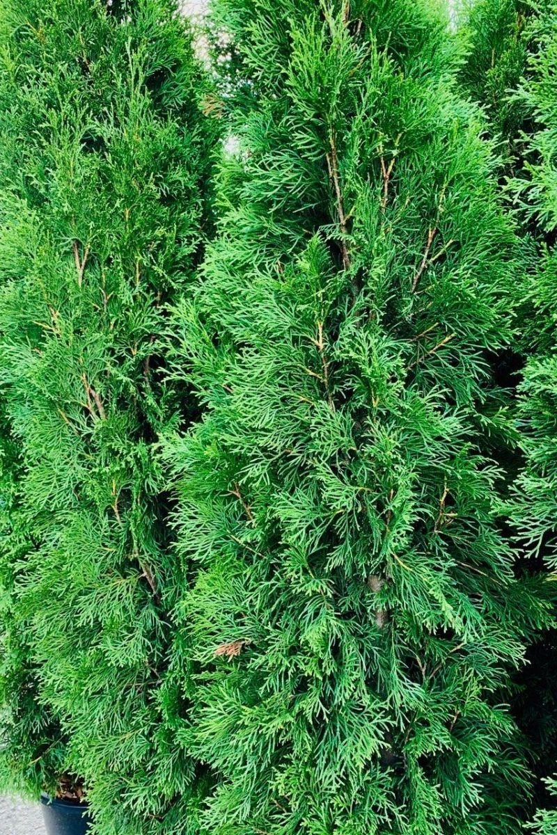 Arborvitae, Emerald Green