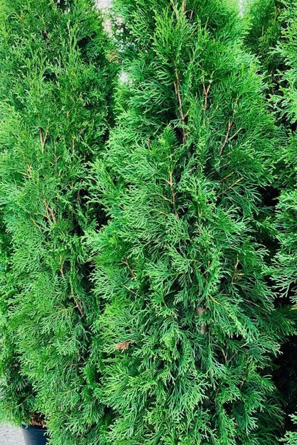 Arborvitae, Emerald Green