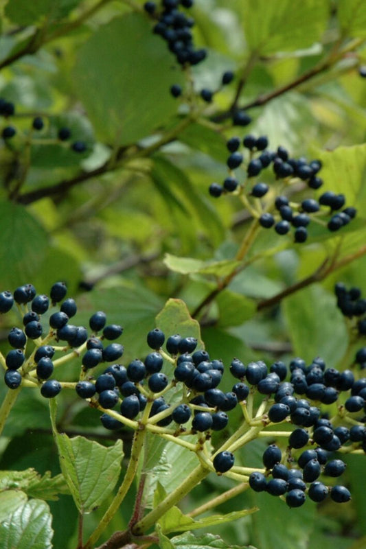 Viburnum, Arrowwood Raspberry Tart