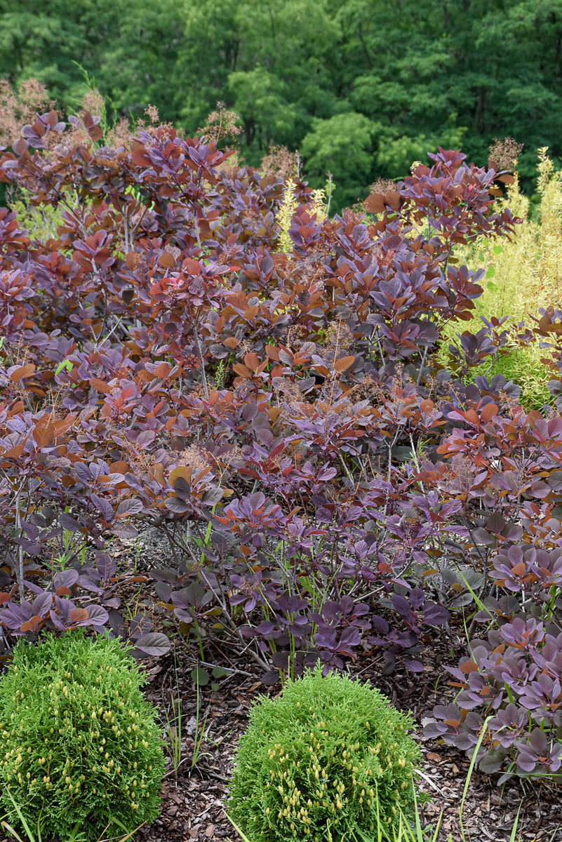 Smoketree, Velveteeny