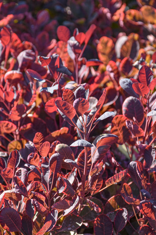 Smoketree, Velveteeny