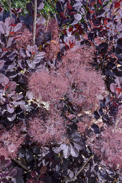 Smoketree, Velveteeny