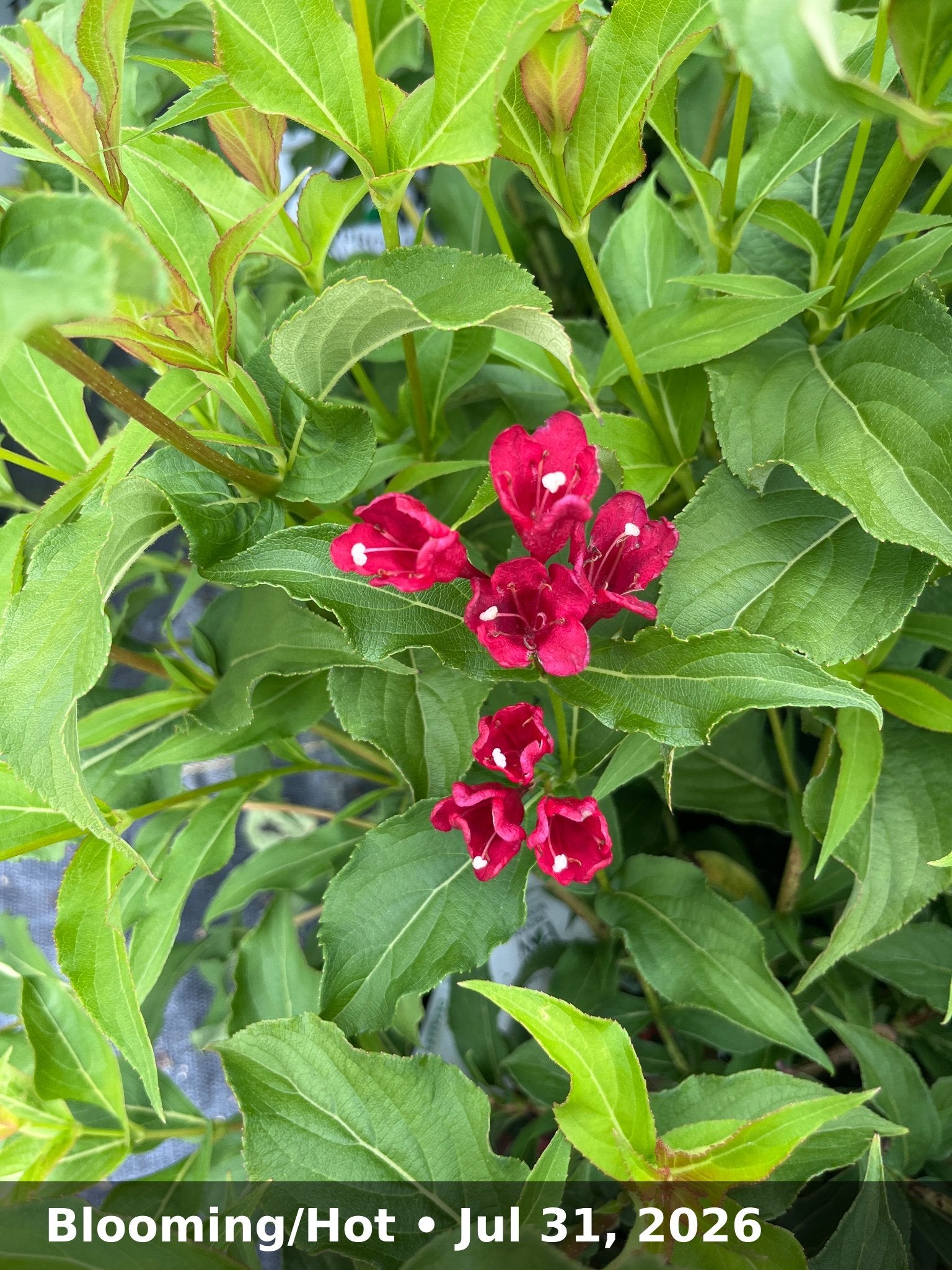 Blooming/Hot — Jul 31, 2026