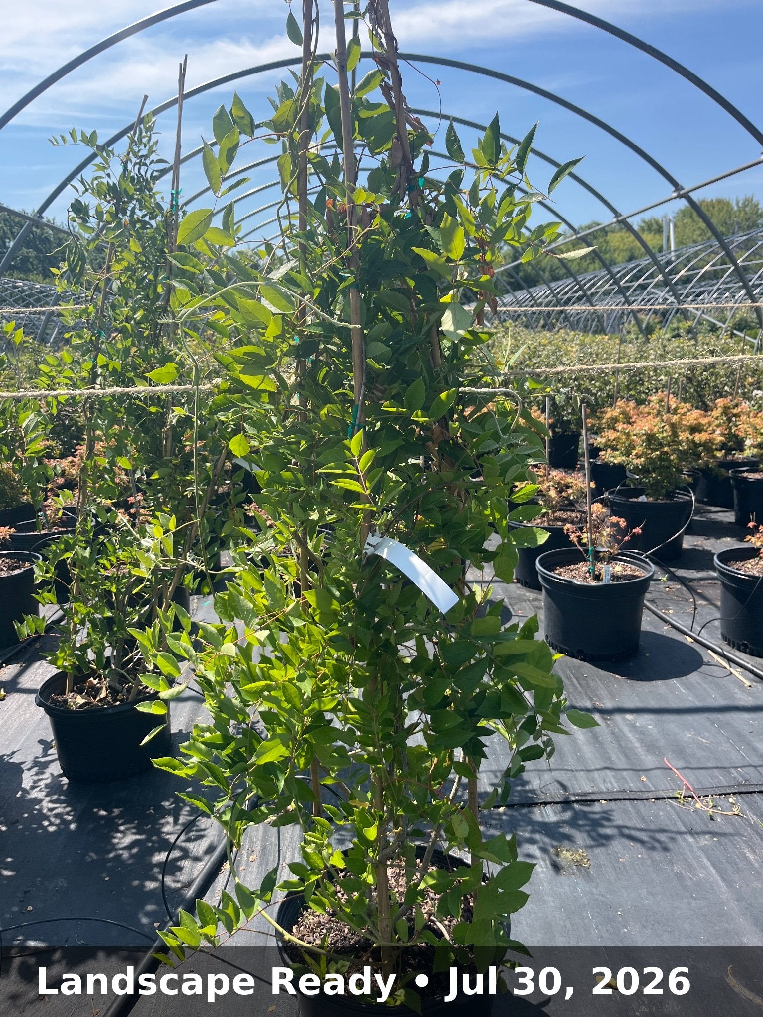 Landscape Ready — Jul 30, 2026
