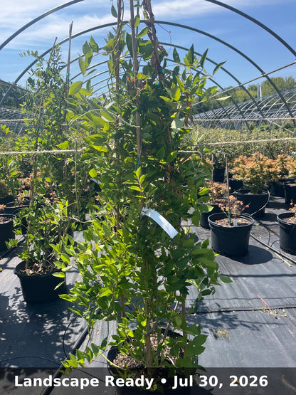 Landscape Ready — Jul 30, 2026