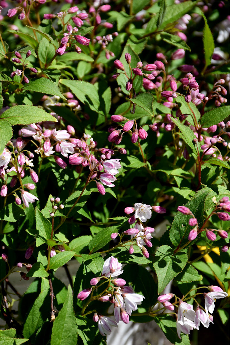 Deutzia, Yuki Cherry Blossom