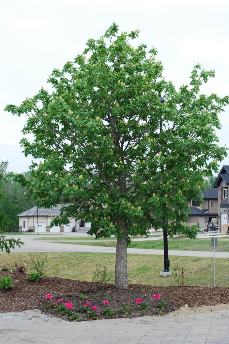 Buckeye, Ohio