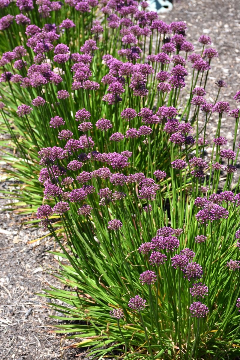 Allium, Windy City