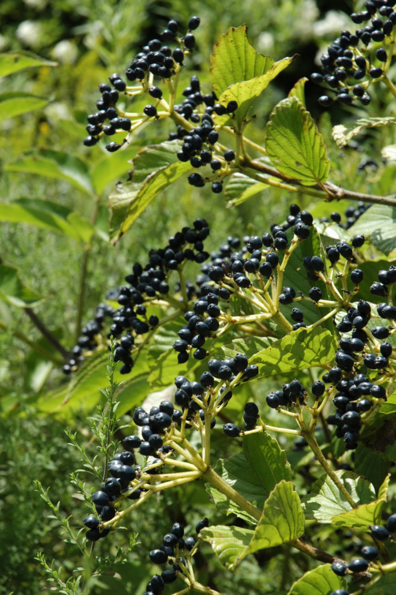 Viburnum, Arrowwood Autumn Jazz