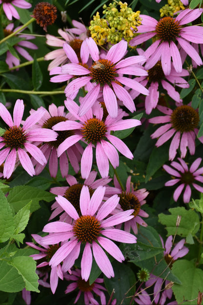 Coneflower, Purple