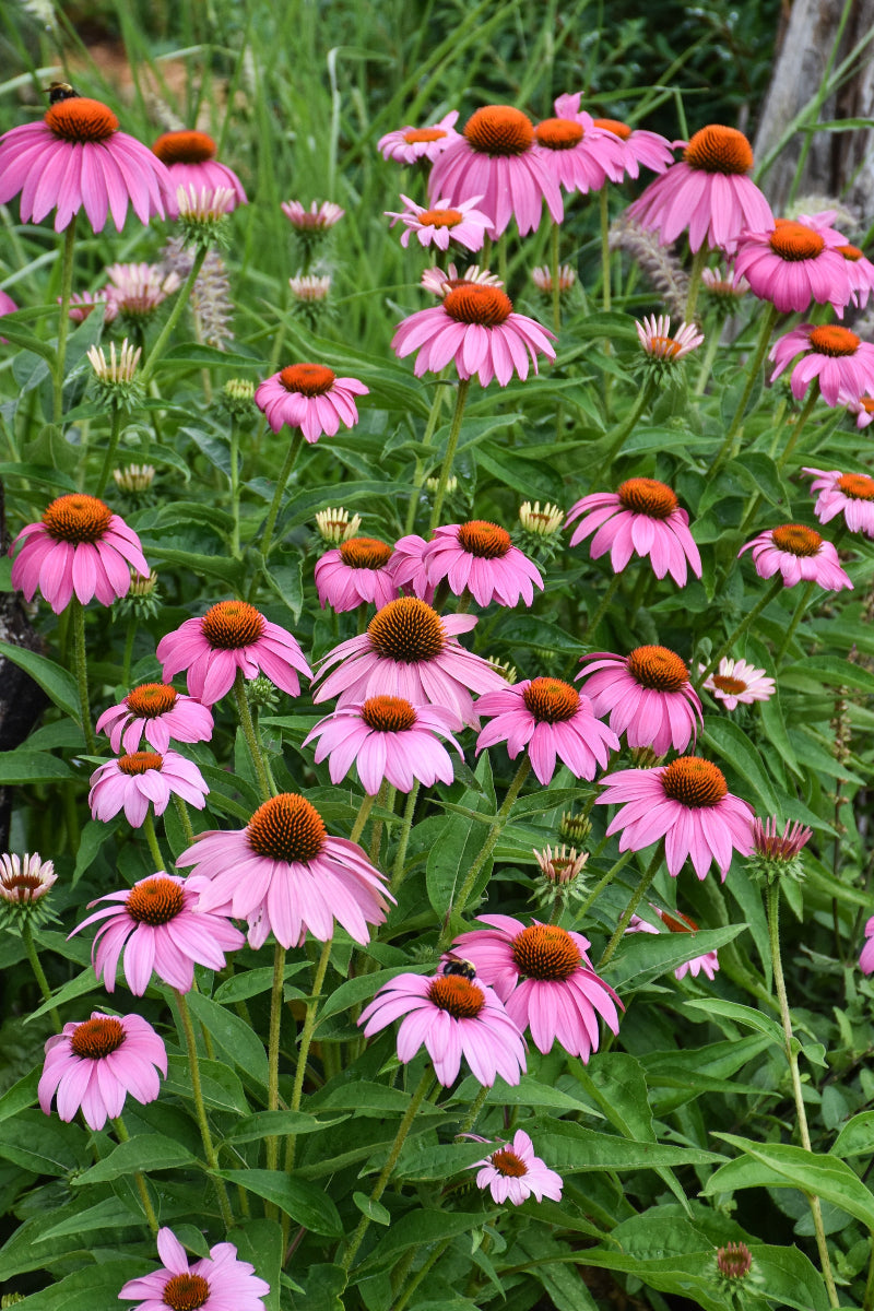 Coneflower, Purple