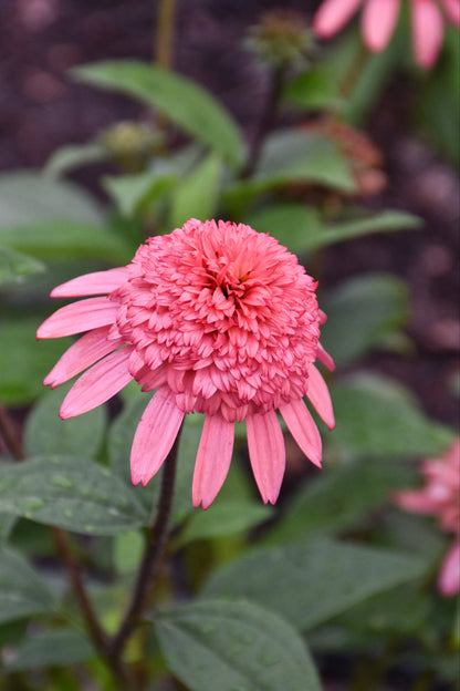 Coneflower, Raspberry Truff