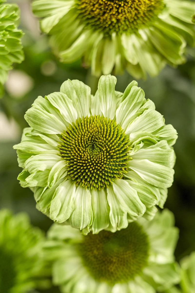 Coneflower, Sunseekers Apple Green