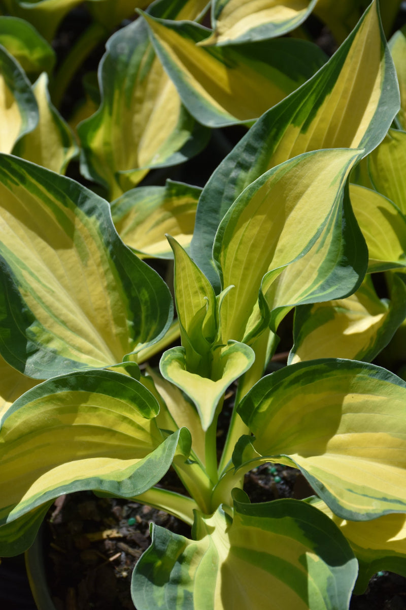 Hosta, Happy Dayz