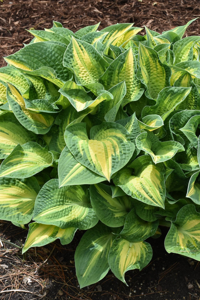 Hosta, Happy Dayz