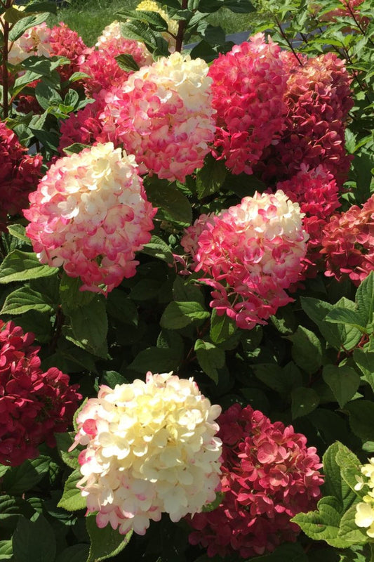 Hydrangea, Paniculata Little Lime Punch