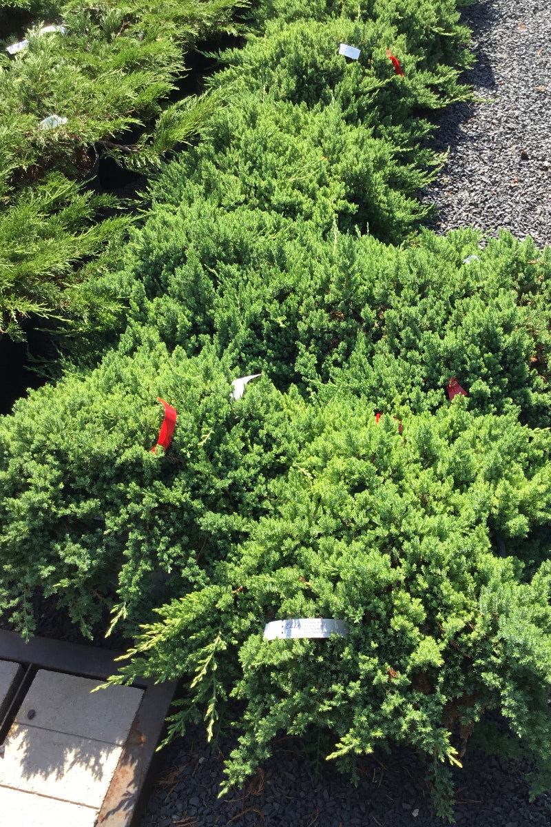 Juniper, Dwarf Japanese Garden