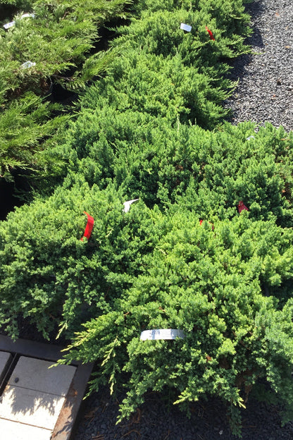 Juniper, Dwarf Japanese Garden