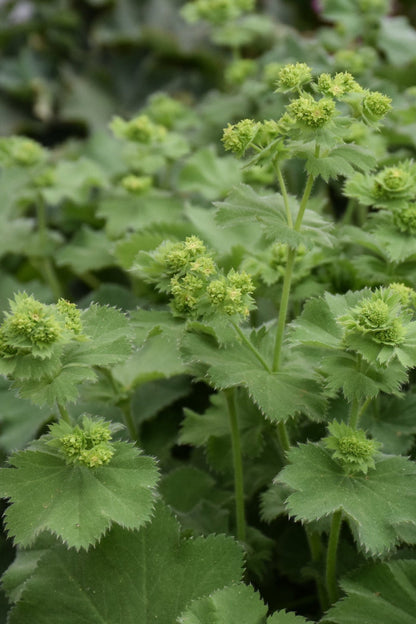 Lady's Mantle, Auslese
