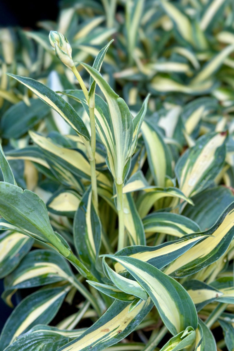 Hosta, Masquerade
