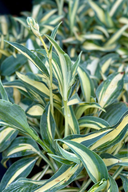 Hosta, Masquerade