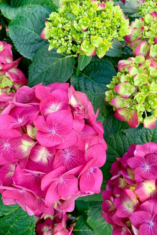 Hydrangea, Summer Crush