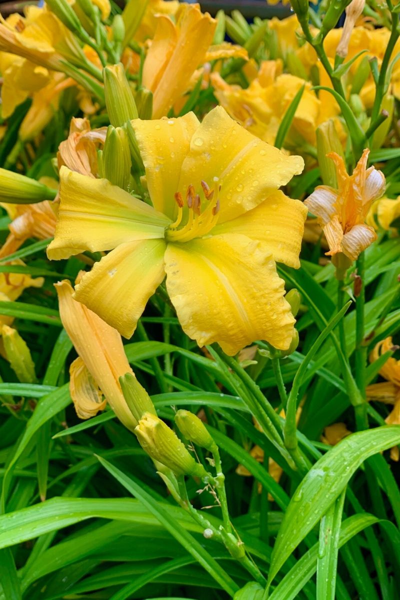 Daylily, Eenie Weenie