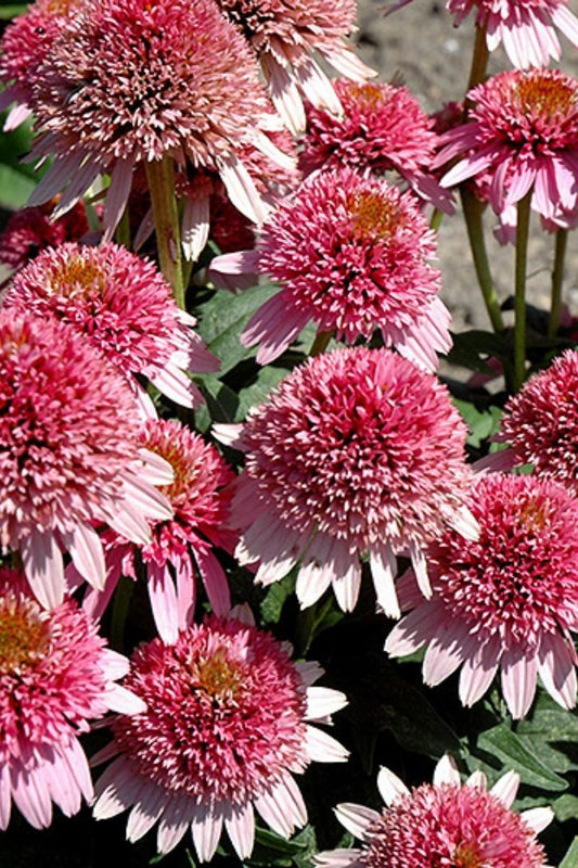 Coneflower, Butterfly Kisses