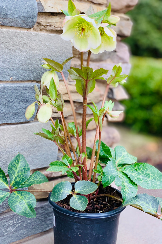 Lenten Rose, Molly's White