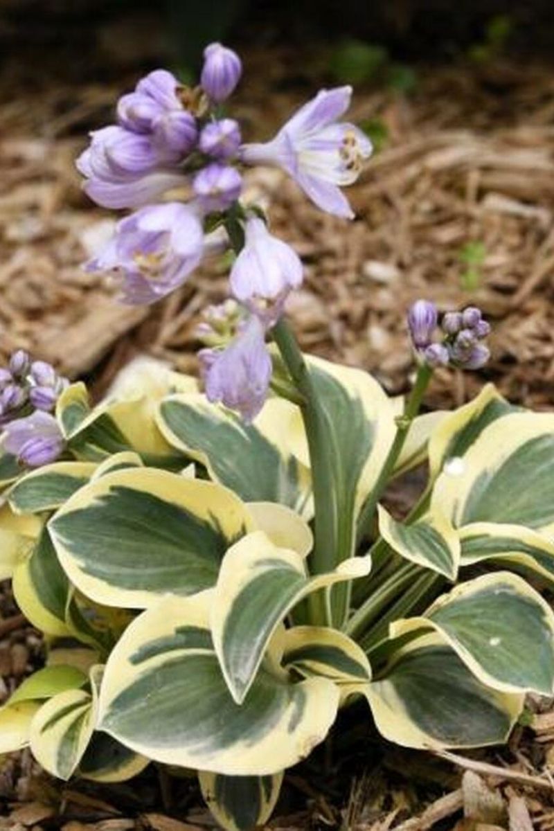 Hosta, Mighty Mouse