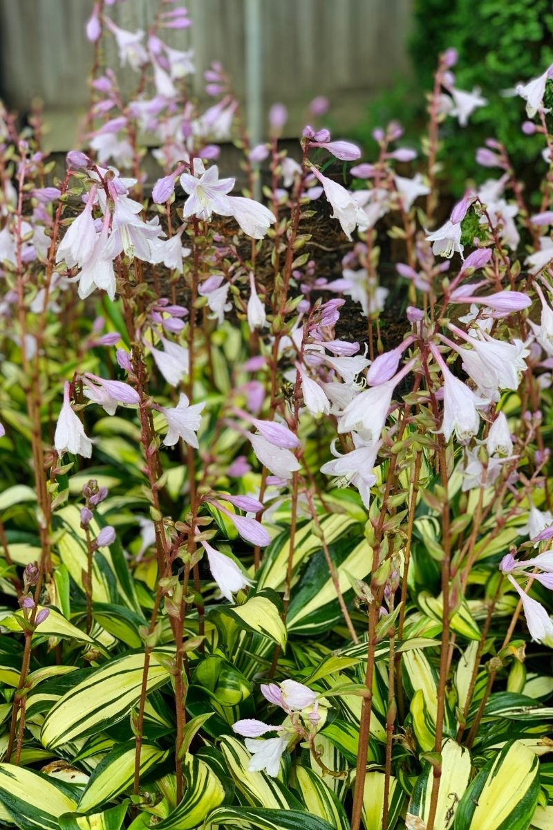 Hosta, Rainbow's End