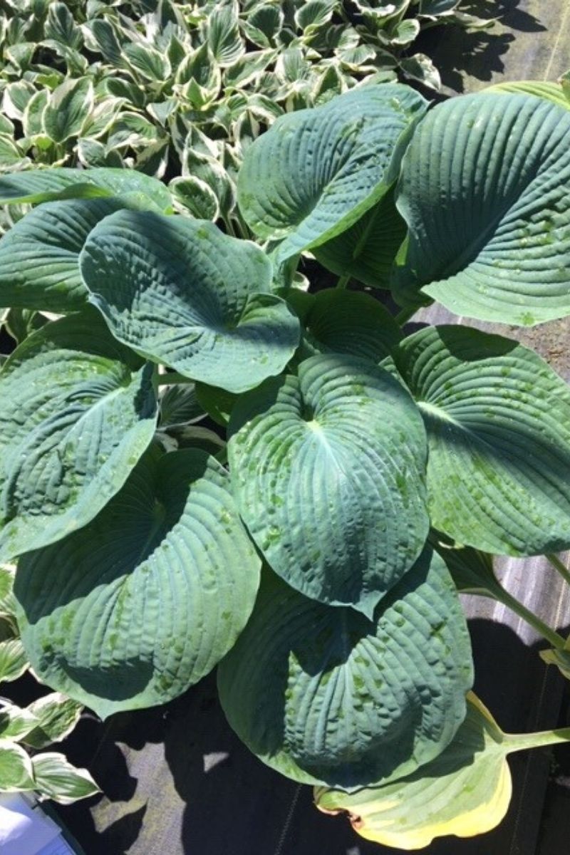 Hosta, Elegans
