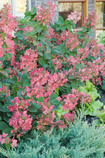 Hydrangea, Paniculata Pink Diamond