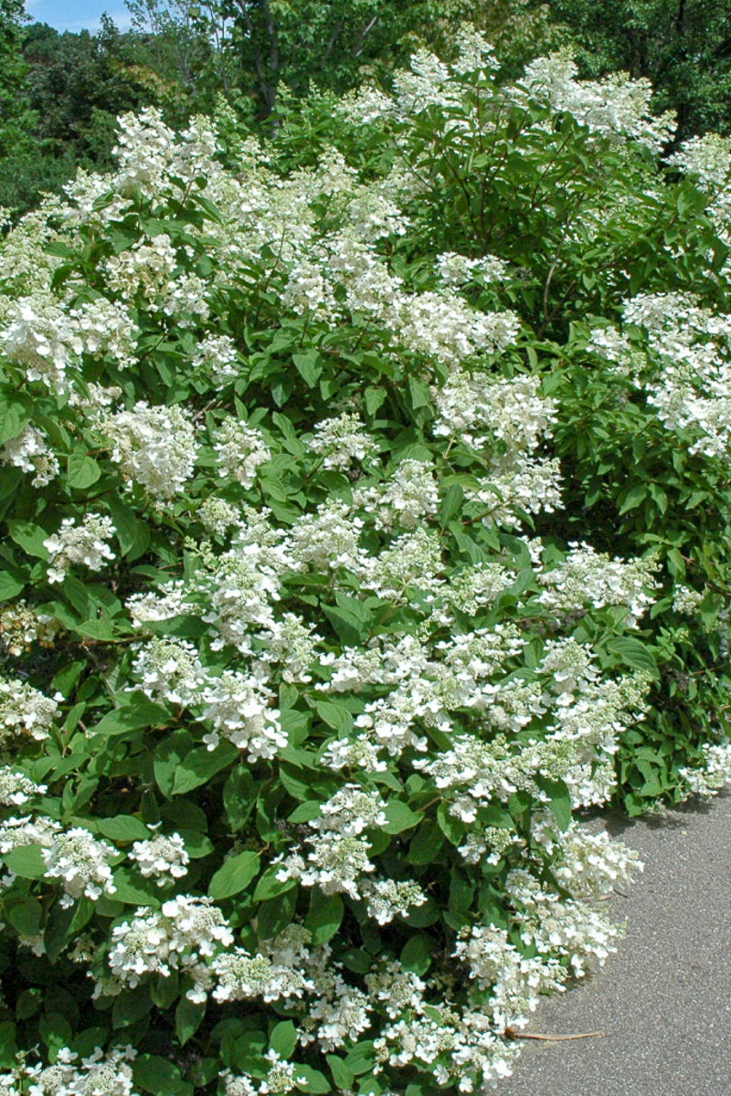 Hydrangea, Paniculata Pink Diamond